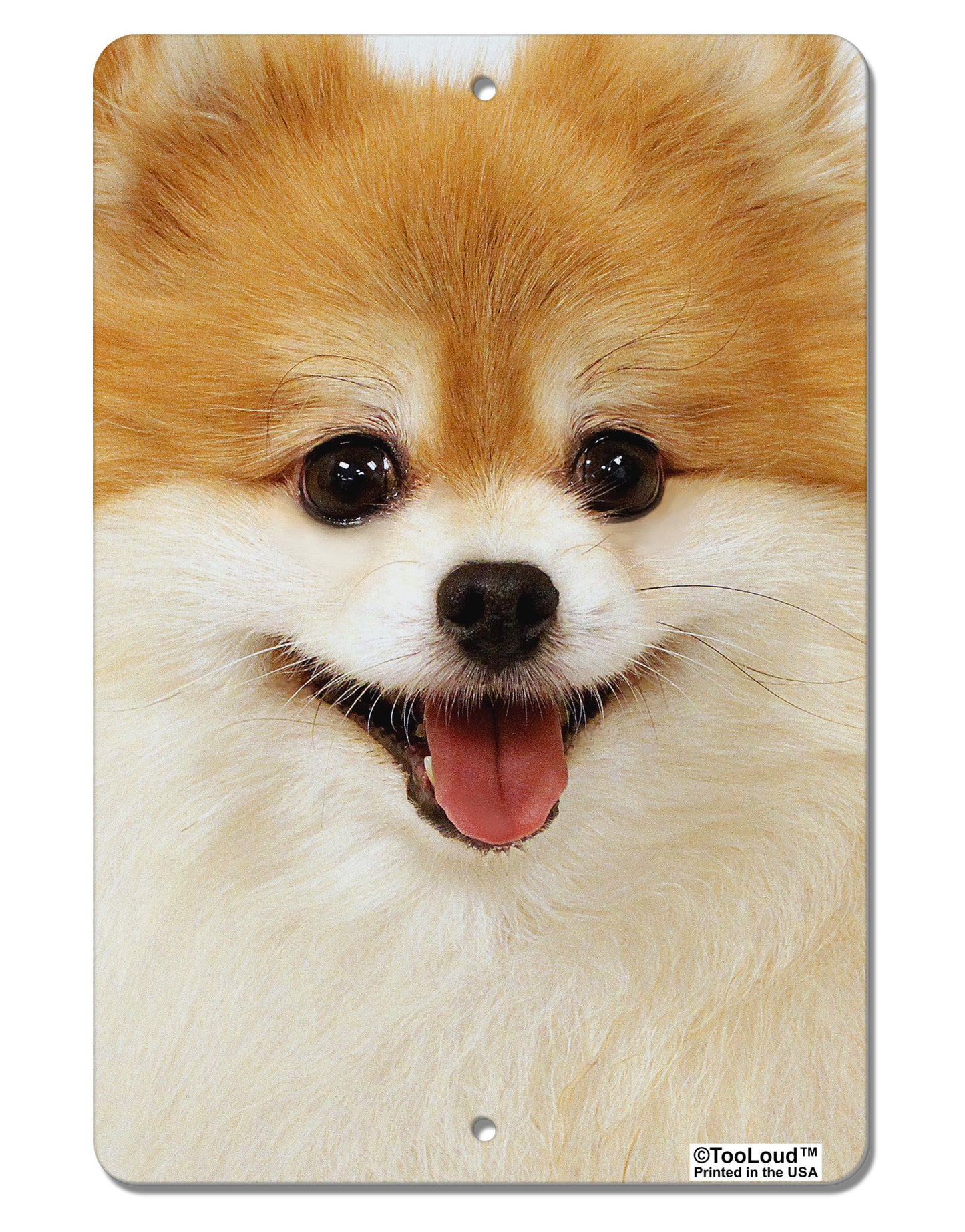 Adorable Pomeranian 1 Aluminum 8 x 12" Aluminum Sign All Over Print-Aluminum Sign-TooLoud-White-Davson Sales