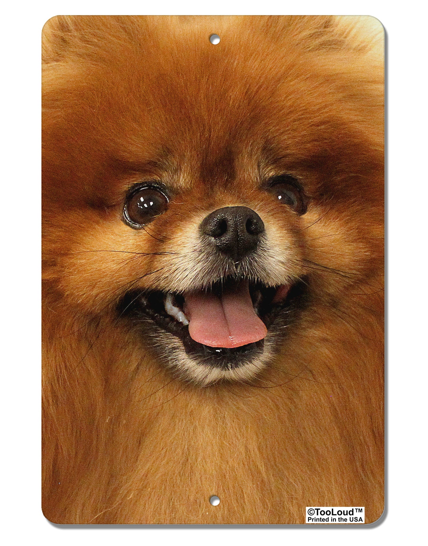 Adorable Red Pomeranian Aluminum 8 x 12" Aluminum Sign All Over Print-Aluminum Sign-TooLoud-White-Davson Sales