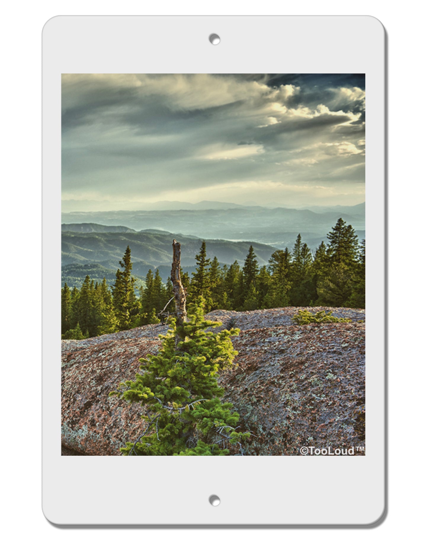 Nature Photography - Pine Kingdom Aluminum 8 x 12" Sign by TooLoud-TooLoud-White-Davson Sales