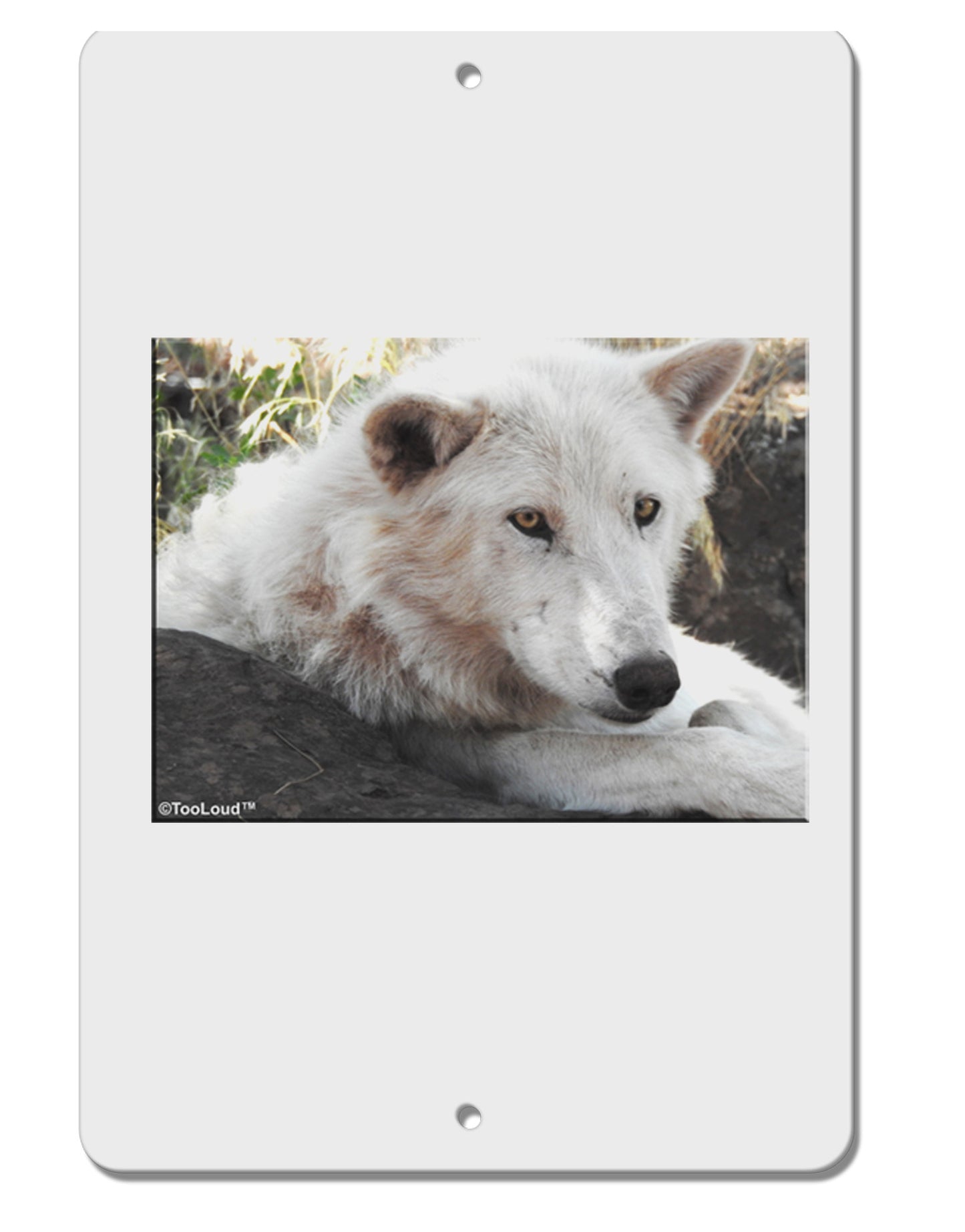 Laying White Wolf Aluminum 8 x 12" Sign-TooLoud-White-Davson Sales