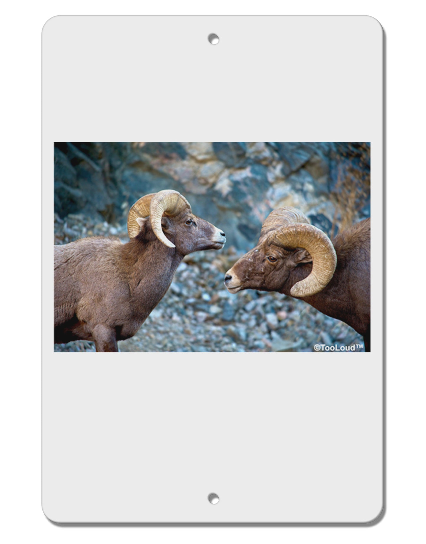 Two Bighorn Rams Aluminum 8 x 12" Sign-TooLoud-White-Davson Sales
