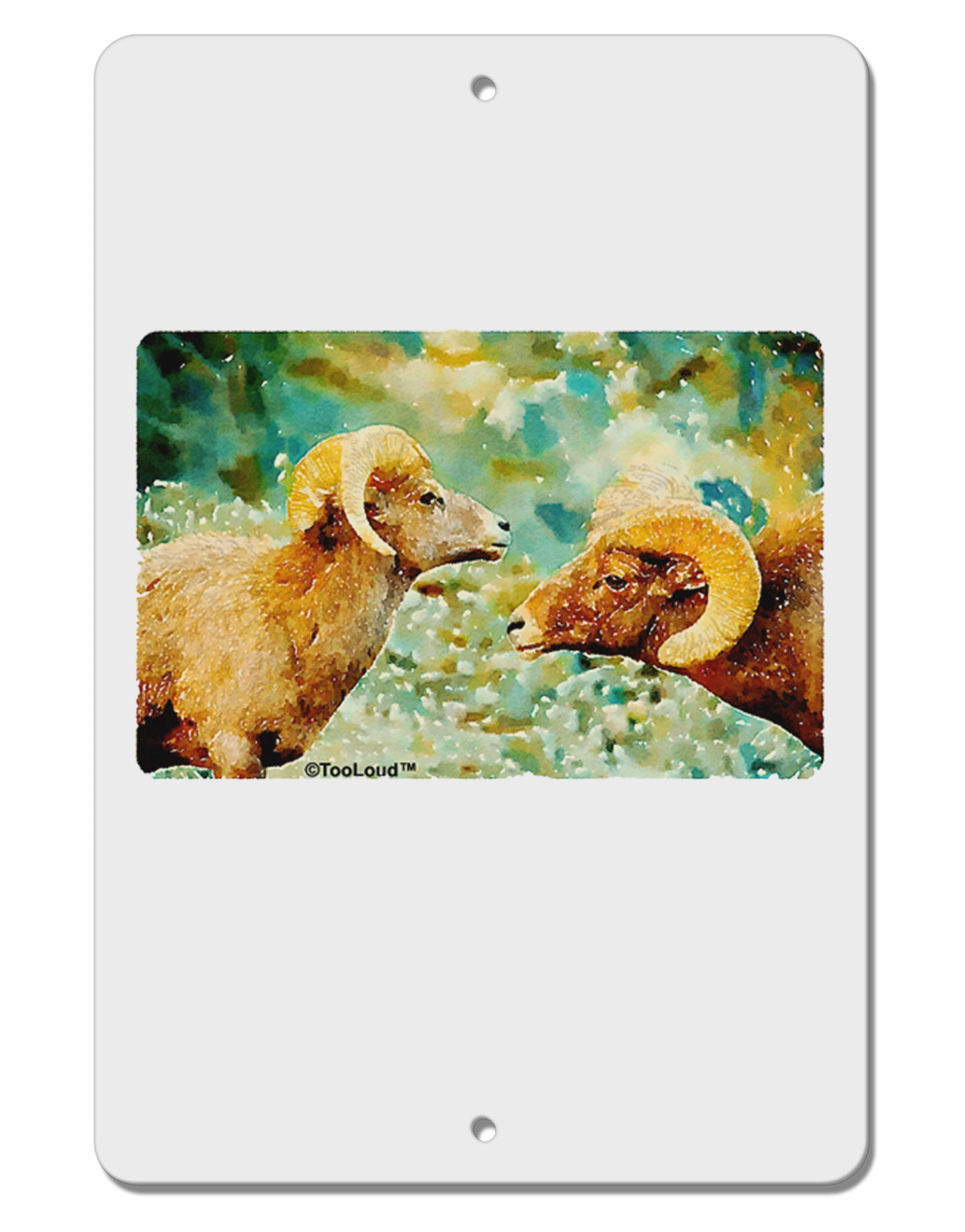 Two Bighorn Rams Watercolor Aluminum 8 x 12" Sign-TooLoud-White-Davson Sales
