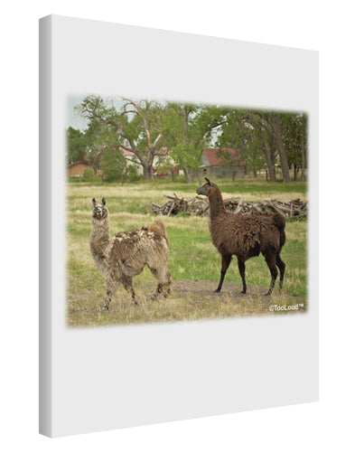 Standing Llamas Printed Canvas Art Portrait - Choose Size by TooLoud-TooLoud-11x14"-Davson Sales