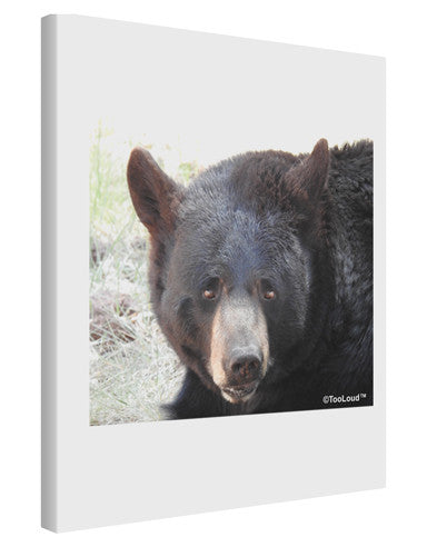 Staring Black Bear Printed Canvas Art Portrait - Choose Size-TooLoud-11x14"-Davson Sales