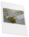 Bullfrog In Water Metal Panel Wall Art Portrait - Choose Size by TooLoud-TooLoud-11x14"-Davson Sales