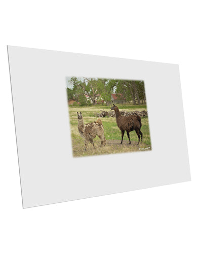 Standing Llamas 10 Pack of 6x4" Postcards by TooLoud-Postcards-TooLoud-White-Davson Sales