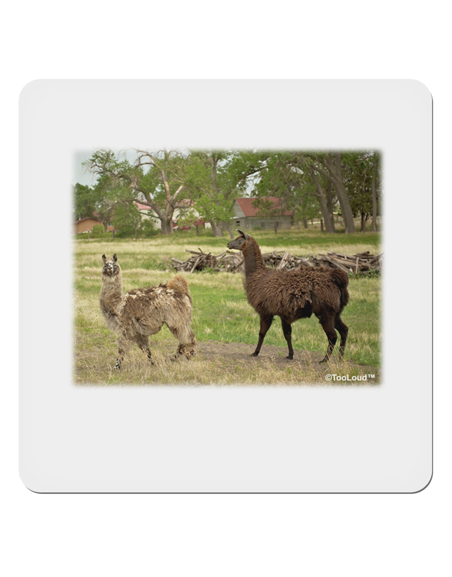 Standing Llamas 4x4" Square Sticker-Stickers-TooLoud-1-Davson Sales