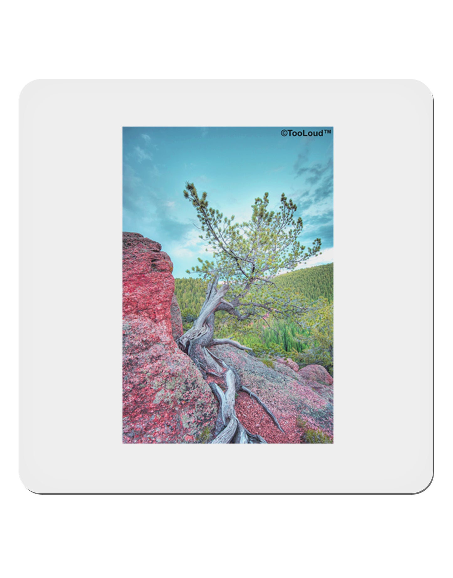 CO Cliffside Tree 4x4" Square Sticker-Stickers-TooLoud-1-Davson Sales