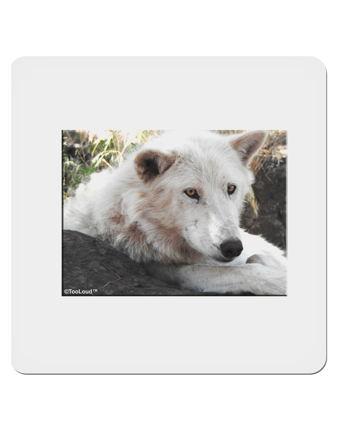 Laying White Wolf 4x4" Square Sticker-Stickers-TooLoud-1-Davson Sales