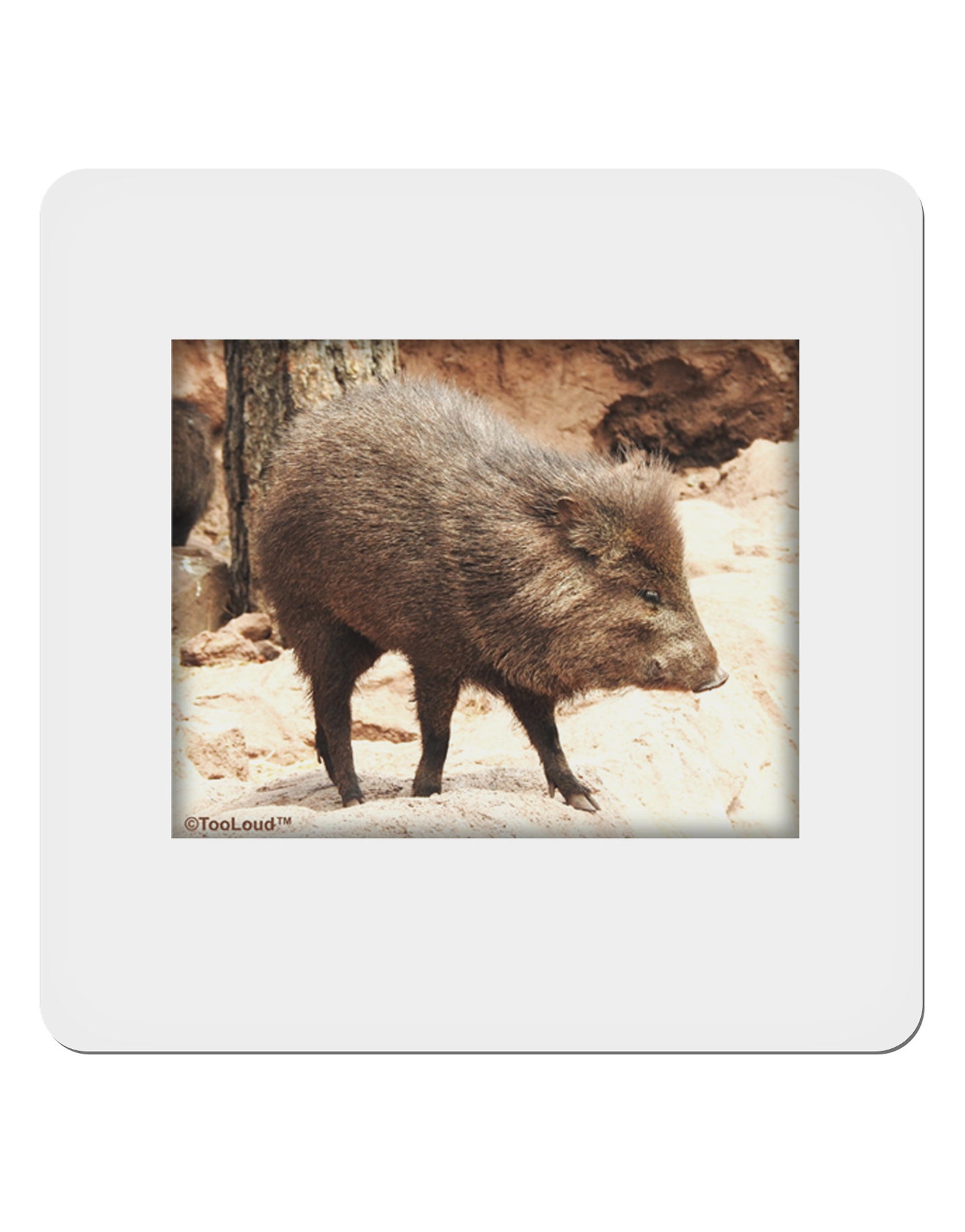 Little Javelina 4x4" Square Sticker-Stickers-TooLoud-1-Davson Sales