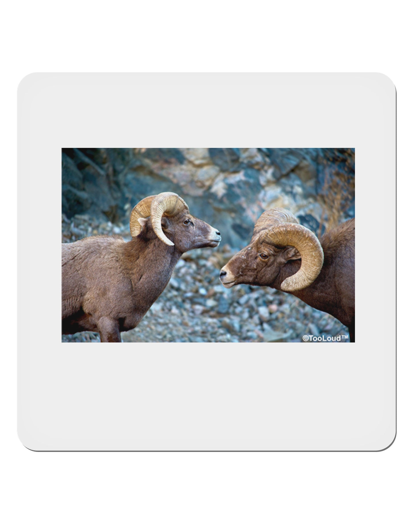 Two Bighorn Rams 4x4" Square Sticker-Stickers-TooLoud-1 Piece-Davson Sales
