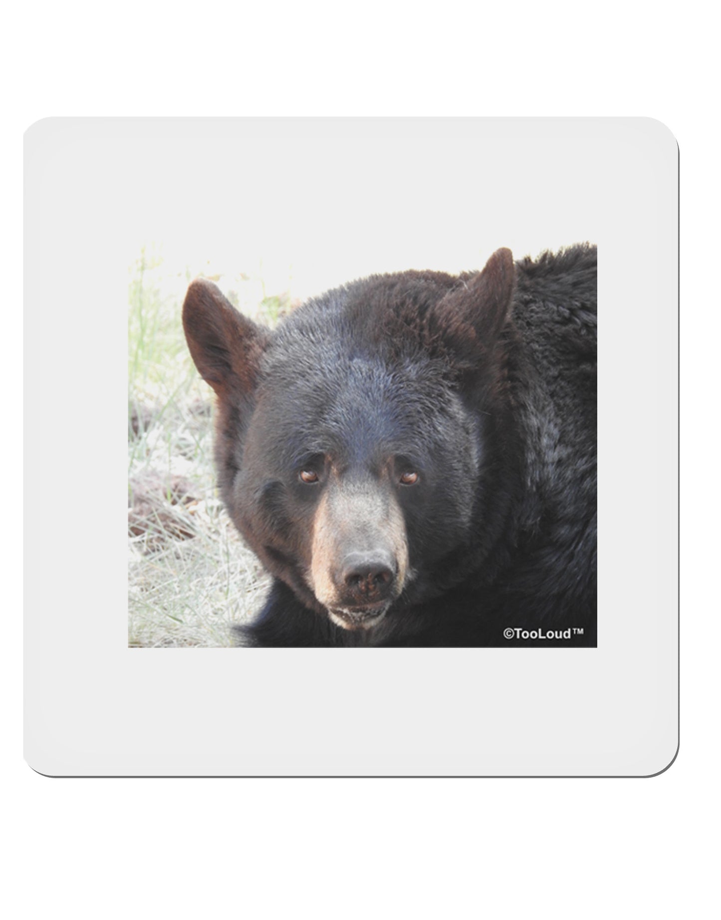 Staring Black Bear 4x4" Square Sticker-Stickers-TooLoud-1-Davson Sales