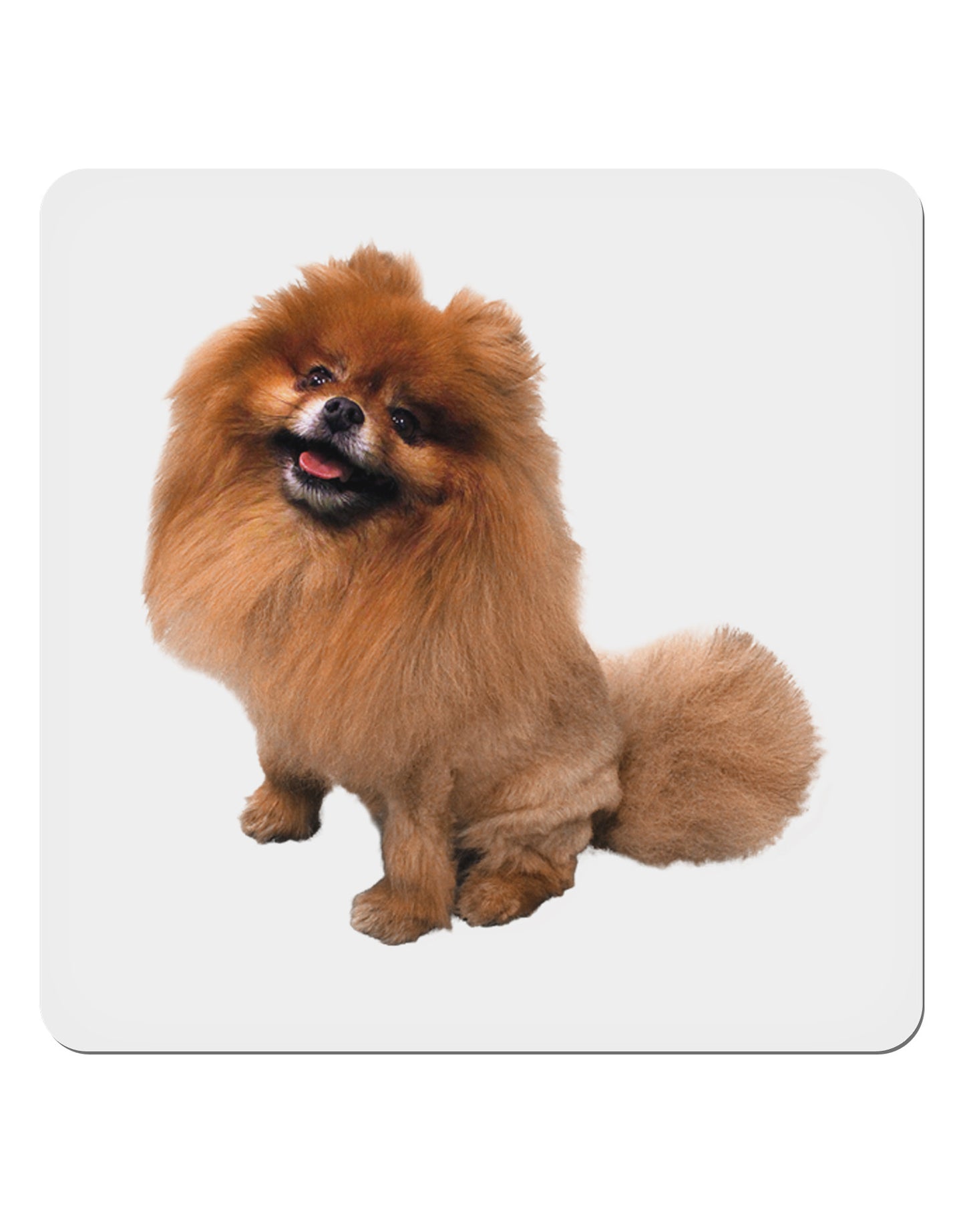 Pomeranian Sitting All Cute-Like 4x4" Square Sticker-Stickers-TooLoud-1-Davson Sales
