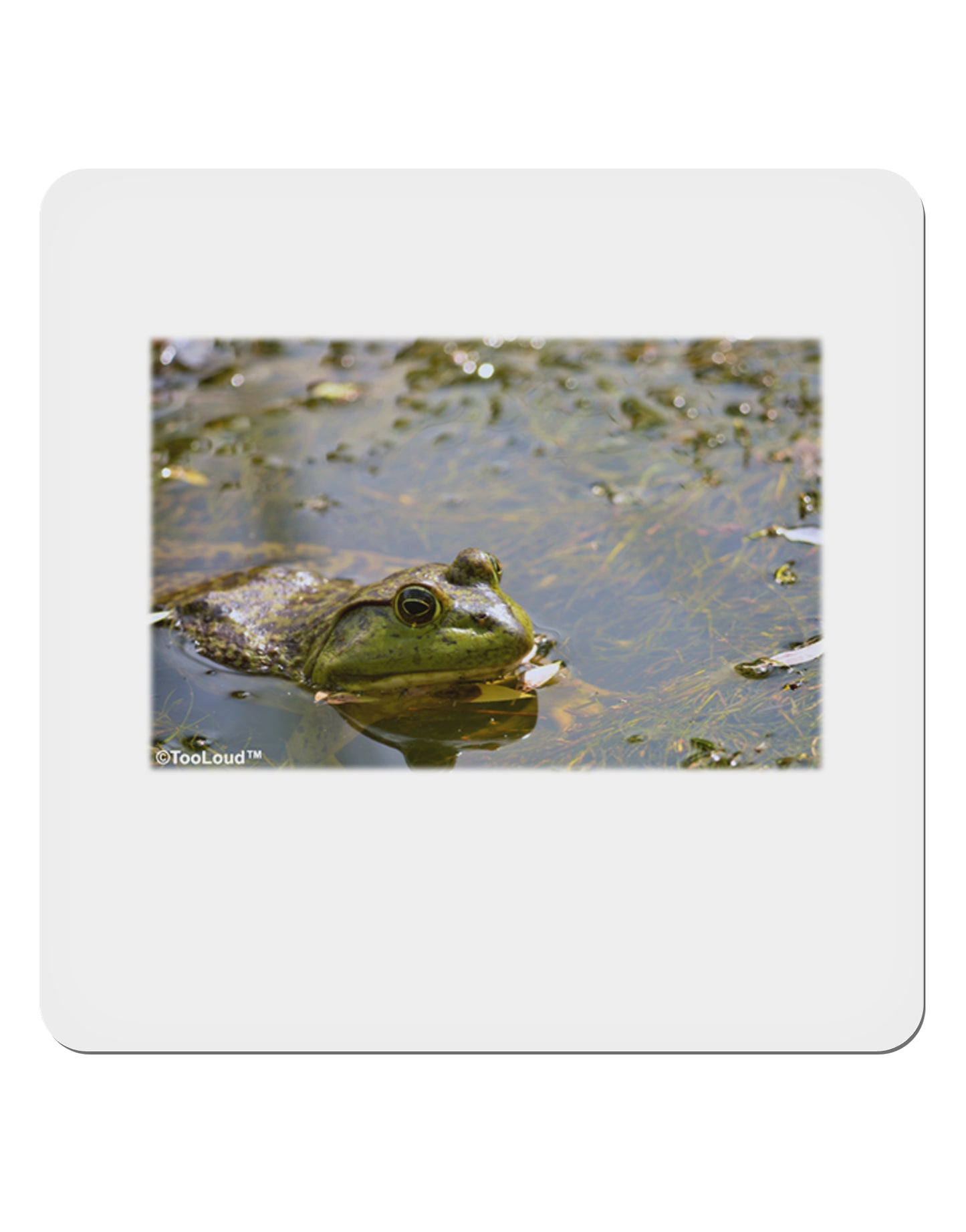 Bullfrog In Water 4x4" Square Sticker-Stickers-TooLoud-1-Davson Sales