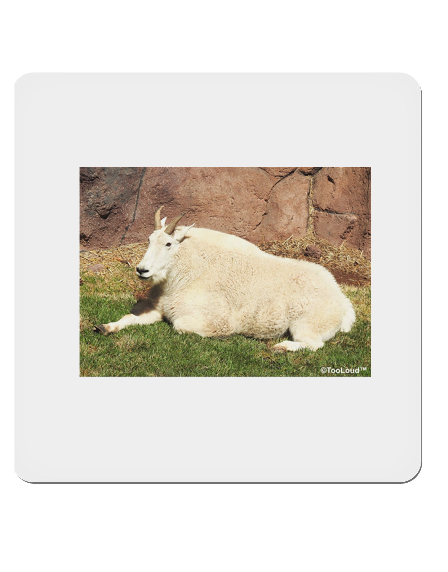 Relaxing Ram 4x4" Square Sticker-Stickers-TooLoud-1-Davson Sales