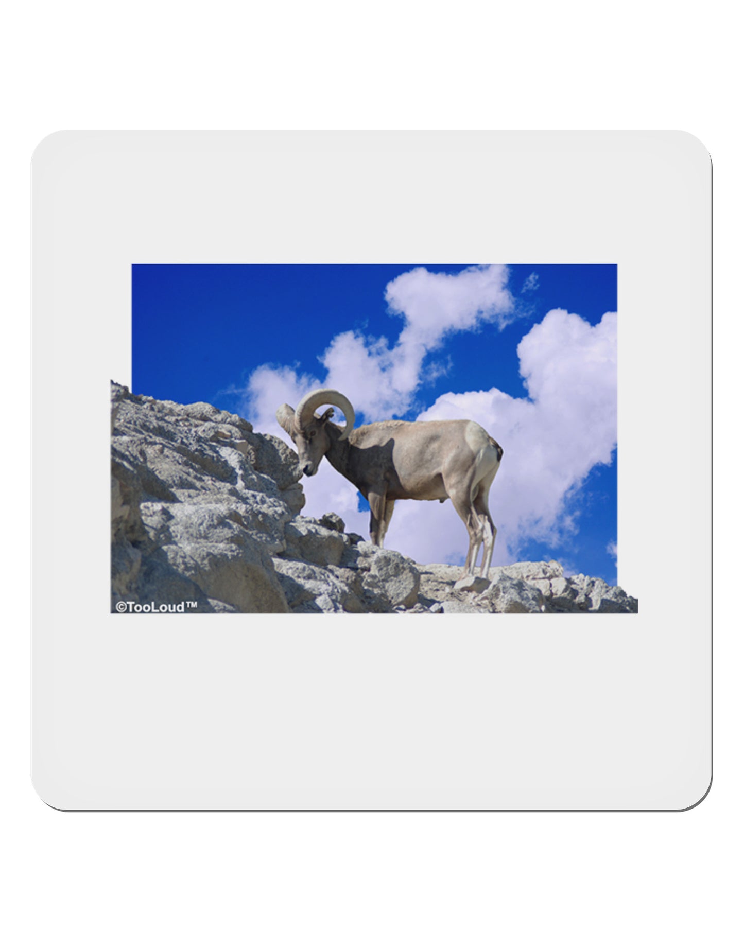 Bighorn Ram 4x4" Square Sticker 4 Pieces-Stickers-TooLoud-White-Davson Sales