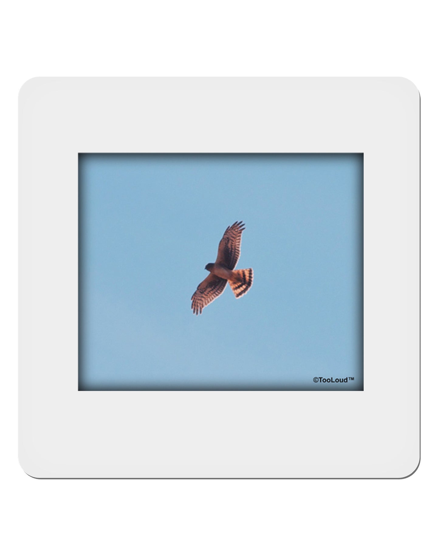 Soaring Peregrine 4x4" Square Sticker-Stickers-TooLoud-1-Davson Sales