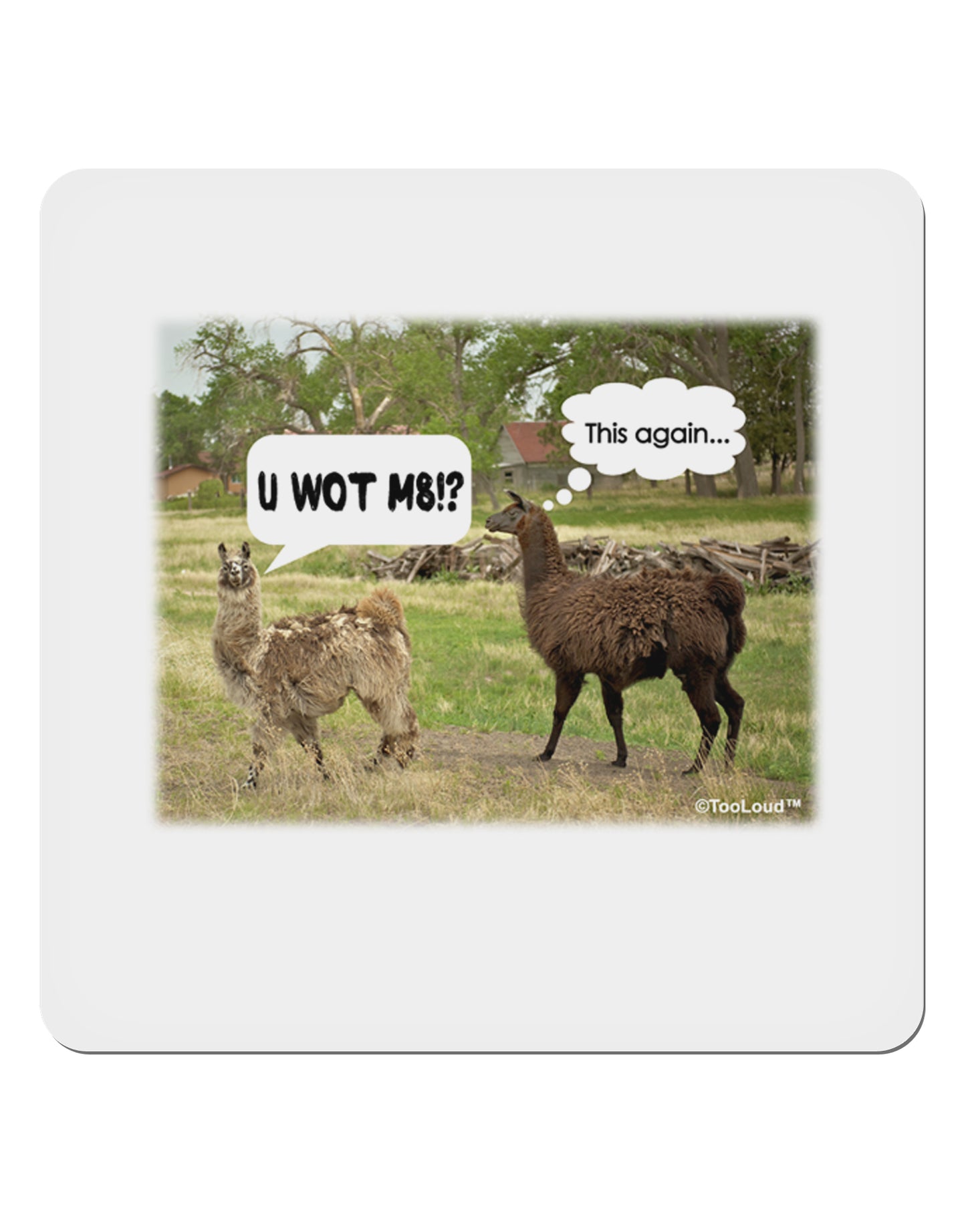 Angry Standing Llamas 4x4" Square Sticker-Stickers-TooLoud-1-Davson Sales