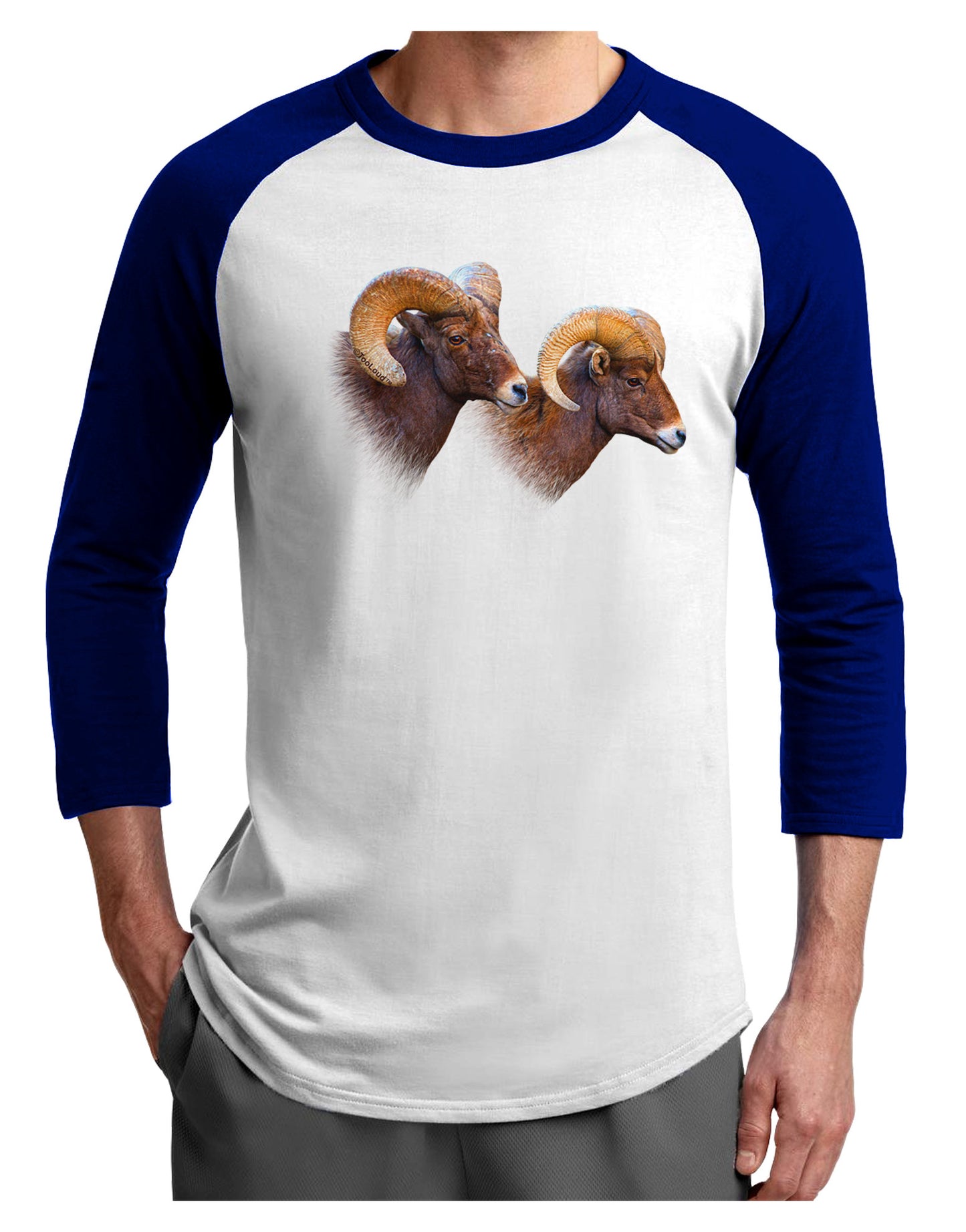 TooLoud Two Majestic Bighorn Rams Adult Raglan Shirt-Raglan Shirt-TooLoud-White-Royal-X-Small-Davson Sales