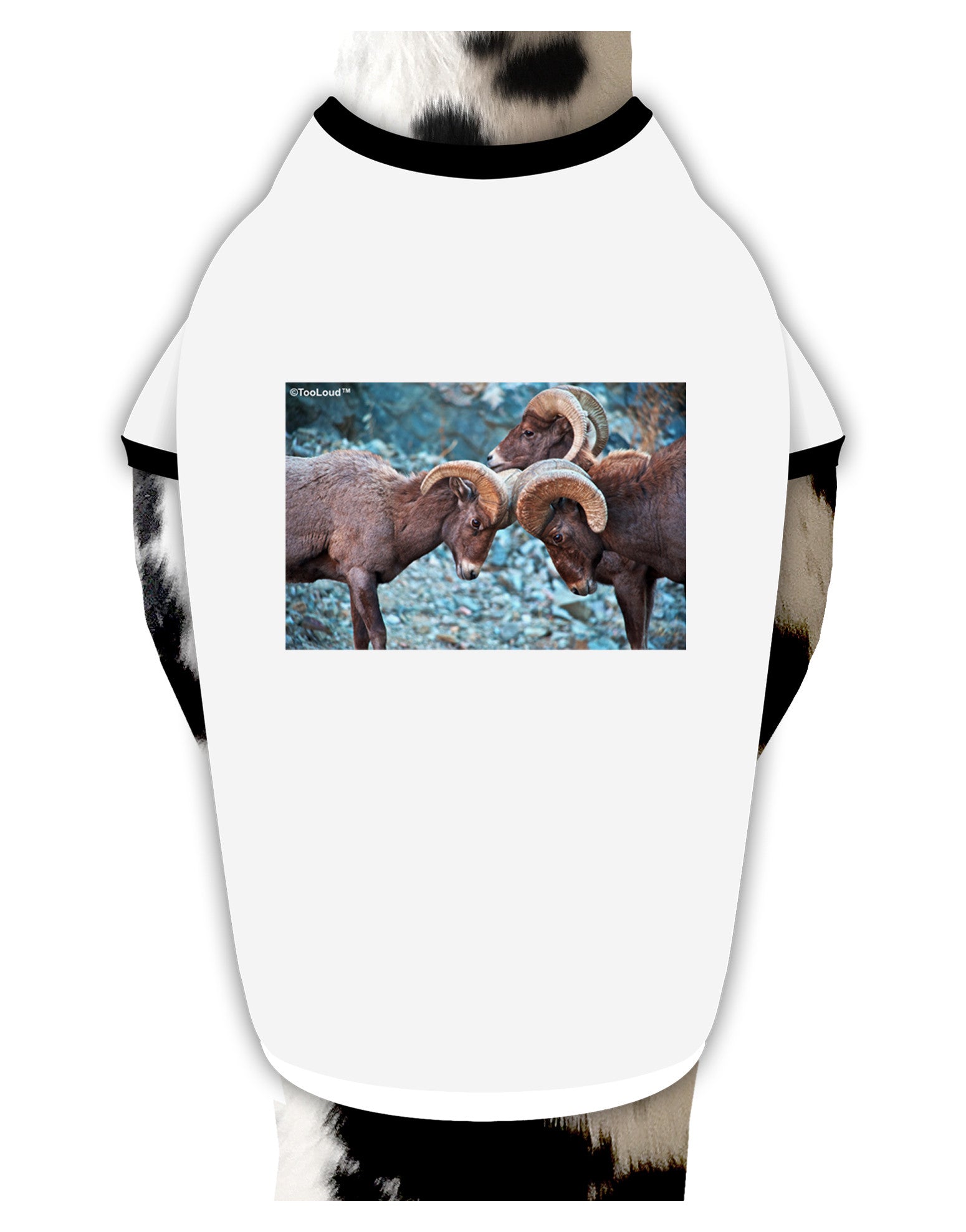 CO Bighorn Head Butt Dog Shirt-Dog Shirt-TooLoud-White-with-Black-Small-Davson Sales