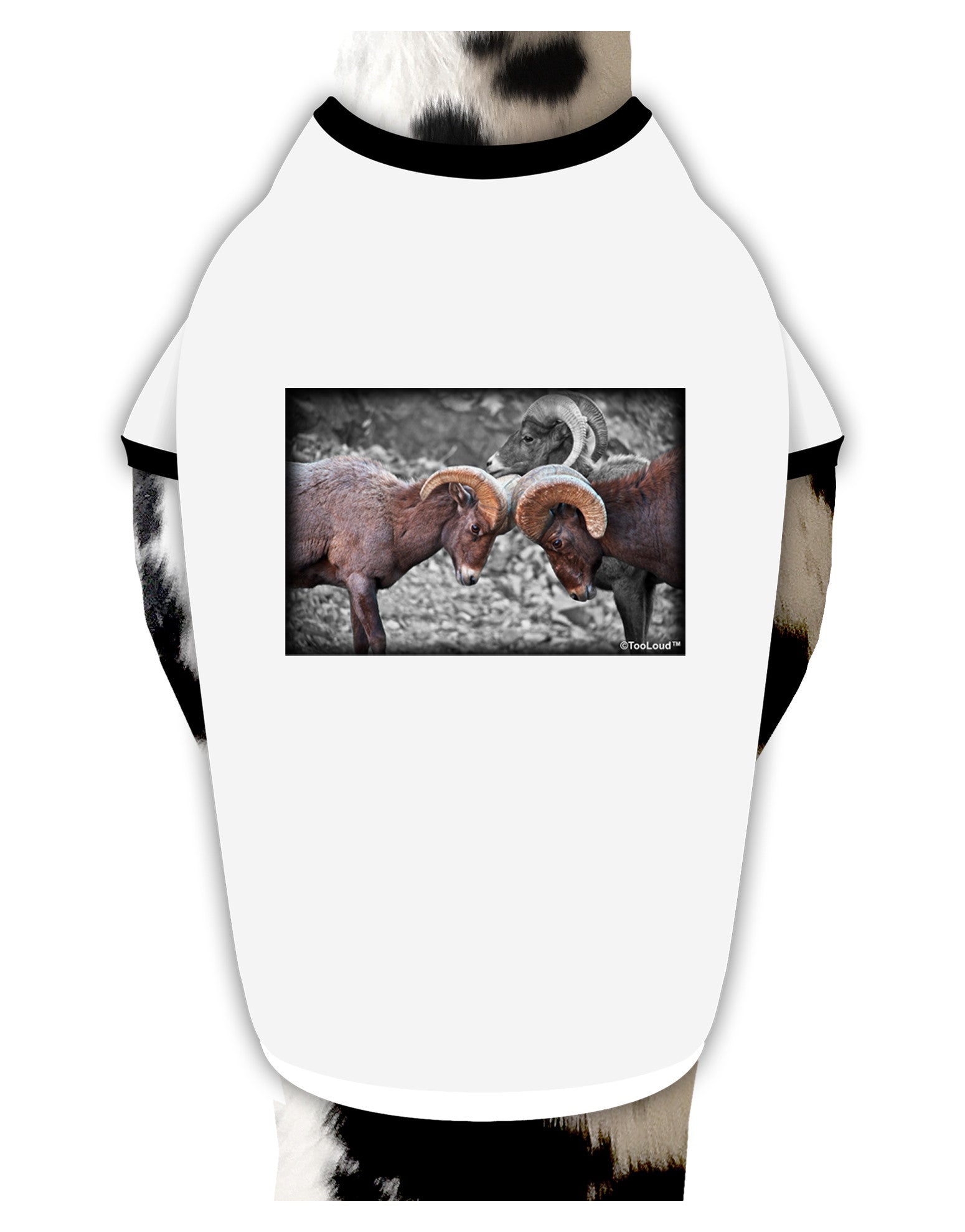 CO Bighorn Head Butt Desaturated Dog Shirt-Dog Shirt-TooLoud-White-with-Black-Small-Davson Sales