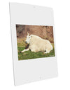 Relaxing Ram Large Aluminum Sign 12 x 18&#x22; - Portrait-Aluminum Sign-TooLoud-12x18"-Davson Sales