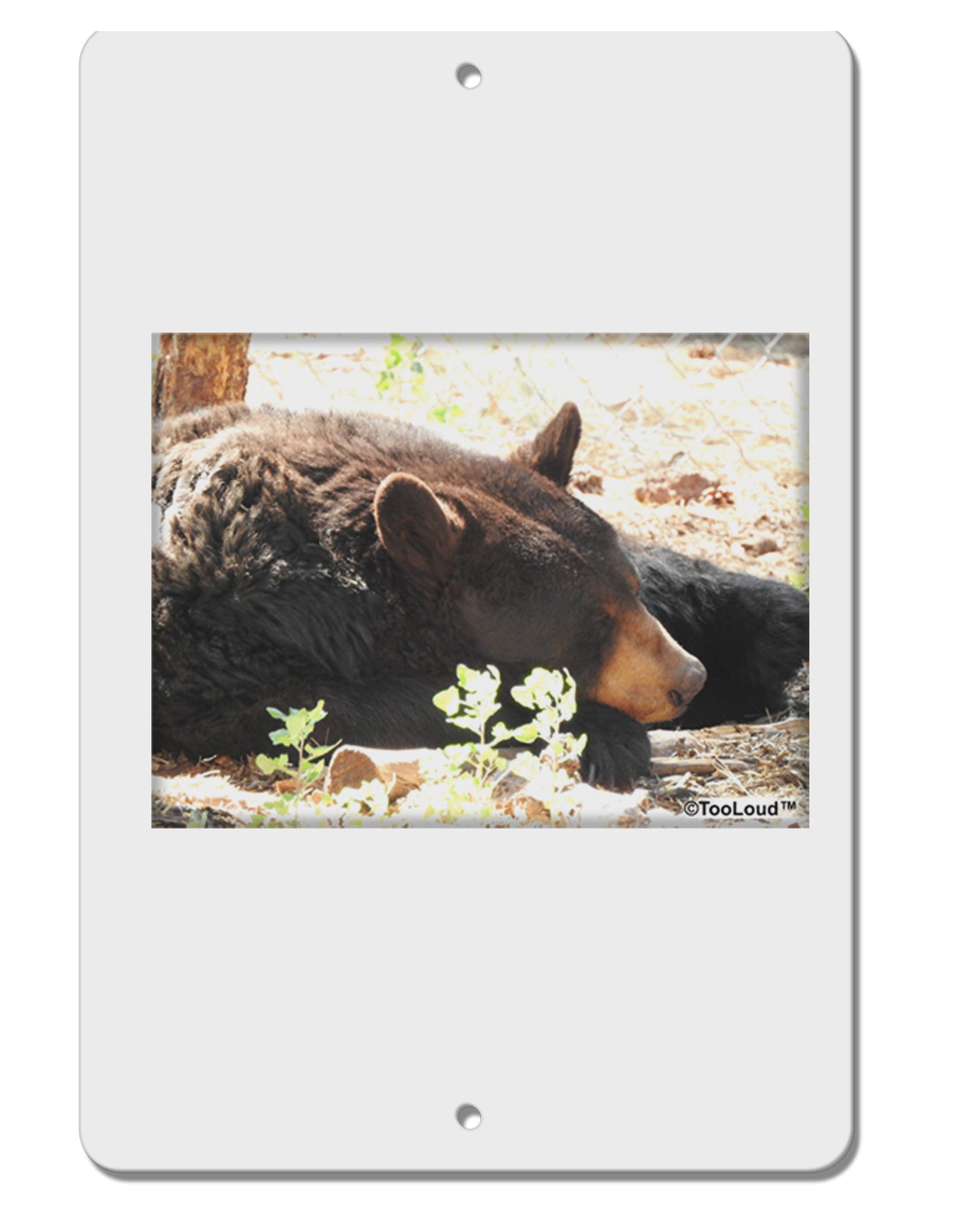 Laying Black Bear Aluminum 8 x 12&#x22; Sign-TooLoud-White-Davson Sales