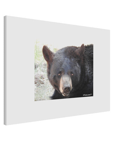 Staring Black Bear Printed Canvas Art Landscape - Choose Size-TooLoud-14x11"-Davson Sales