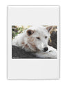 Laying White Wolf Fridge Magnet 2&#x22;x3&#x22; Portrait-Fridge Magnet-TooLoud-White-Davson Sales