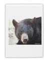 Staring Black Bear Fridge Magnet 2&#x22;x3&#x22; Portrait-Fridge Magnet-TooLoud-White-Davson Sales