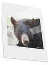 Staring Black Bear Metal Panel Wall Art Portrait - Choose Size-TooLoud-11x14"-Davson Sales