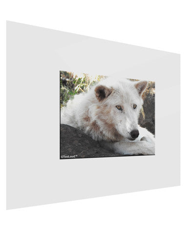 Laying White Wolf Gloss Poster Print Landscape - Choose Size-Poster Print-TooLoud-17x11"-Davson Sales