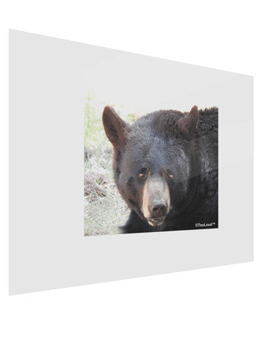 Staring Black Bear Gloss Poster Print Landscape - Choose Size-Poster Print-TooLoud-17x11"-Davson Sales