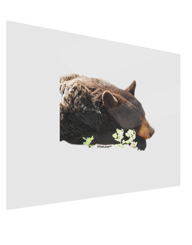 Laying Black Bear Cutout Gloss Poster Print Landscape - Choose Size-Poster Print-TooLoud-17x11"-Davson Sales