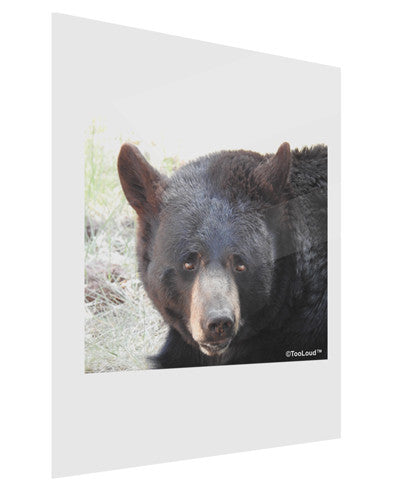 Staring Black Bear Gloss Poster Print Portrait - Choose Size-Poster Print-TooLoud-11x17"-Davson Sales