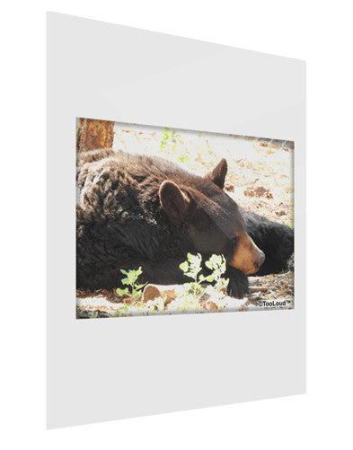 Laying Black Bear Gloss Poster Print Portrait - Choose Size-Poster Print-TooLoud-11x17"-Davson Sales