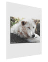 Laying White Wolf Gloss Poster Print Portrait - Choose Size-Poster Print-TooLoud-11x17"-Davson Sales