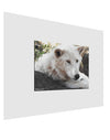 Laying White Wolf Matte Poster Print Landscape - Choose Size-Poster Print-TooLoud-17x11"-Davson Sales