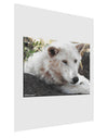 Laying White Wolf Matte Poster Print Portrait - Choose Size-Poster Print-TooLoud-11x17"-Davson Sales