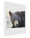 Staring Black Bear Matte Poster Print Portrait - Choose Size-Poster Print-TooLoud-11x17"-Davson Sales